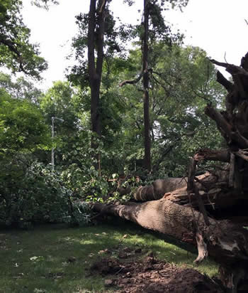 large uprooted tree that has fallen onto the ground on campus