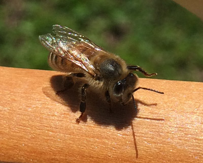 a close up on a singular bee on a piece of wood