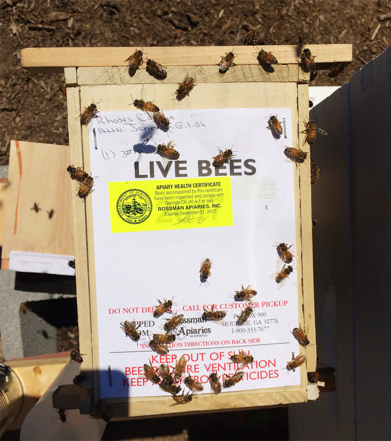 an piece of paper that says "LIVE BEES" with bees swarming around the paper
