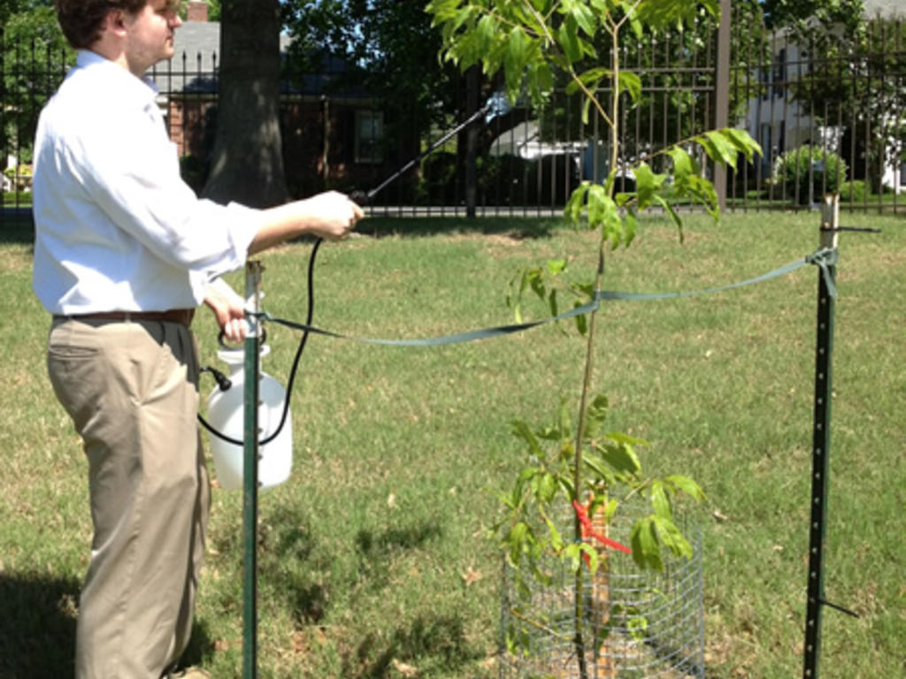 Photo of Adam Howard tending to one of the young chestnut trees planted on campus