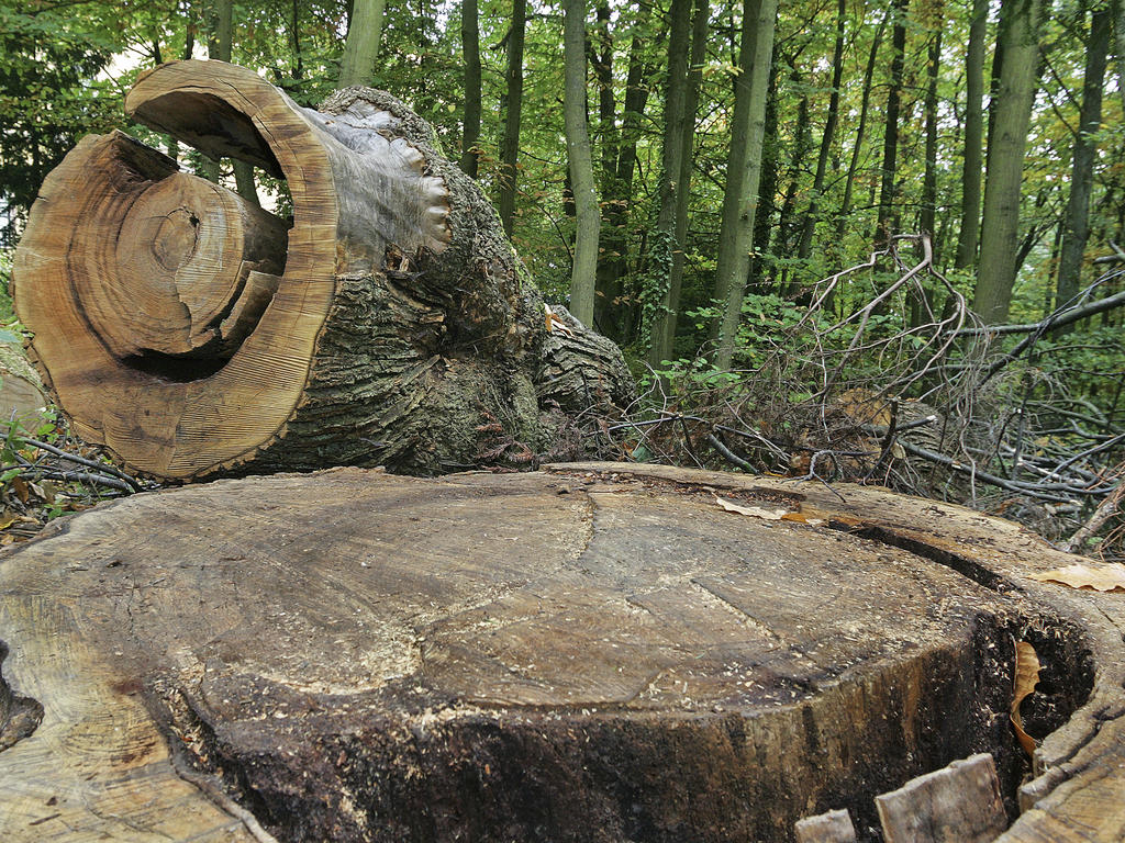a stump of a large, old fallen tree in a forest 