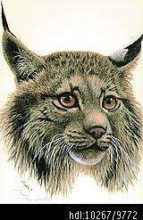 A sketch of a lynx