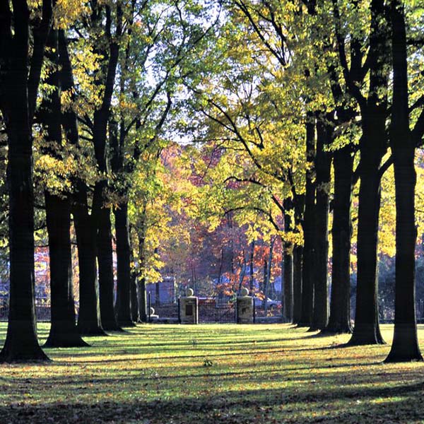 a large alley of oak trees