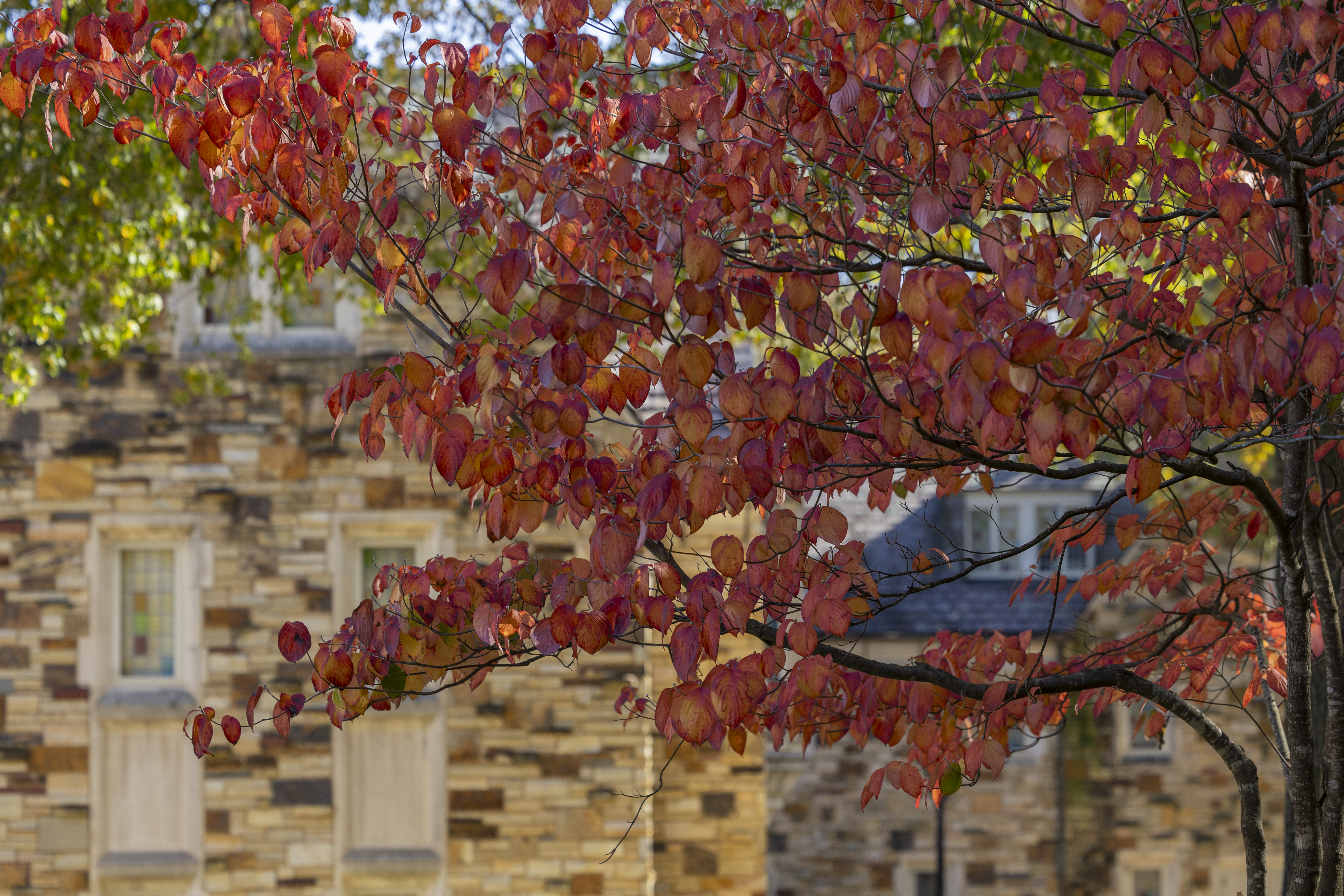 fall leaves against a stone building