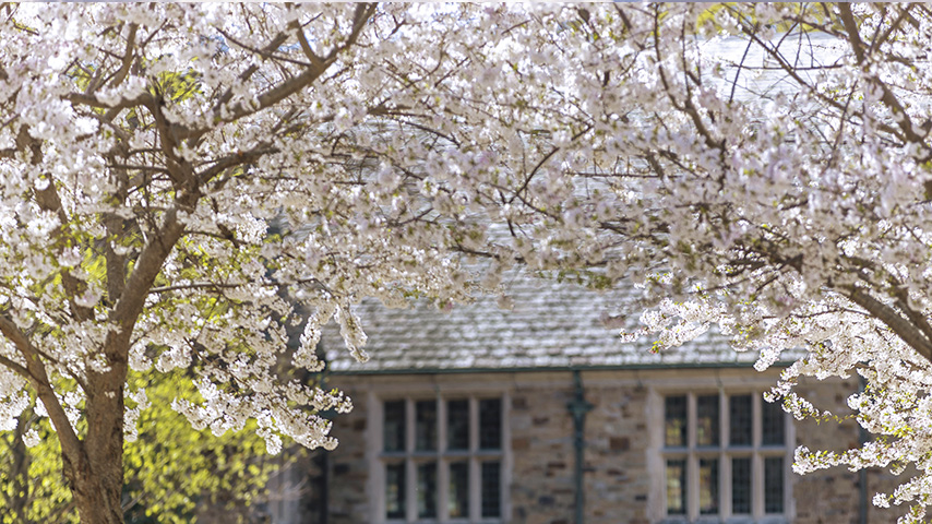 cherry trees in bloom