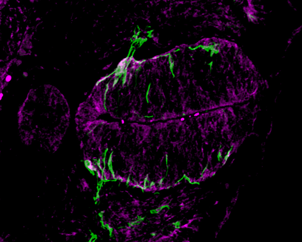 neuroscience
