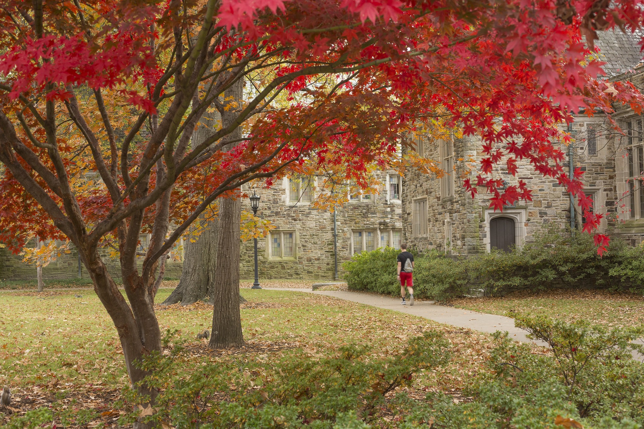 A tree with red leaves in front of a building