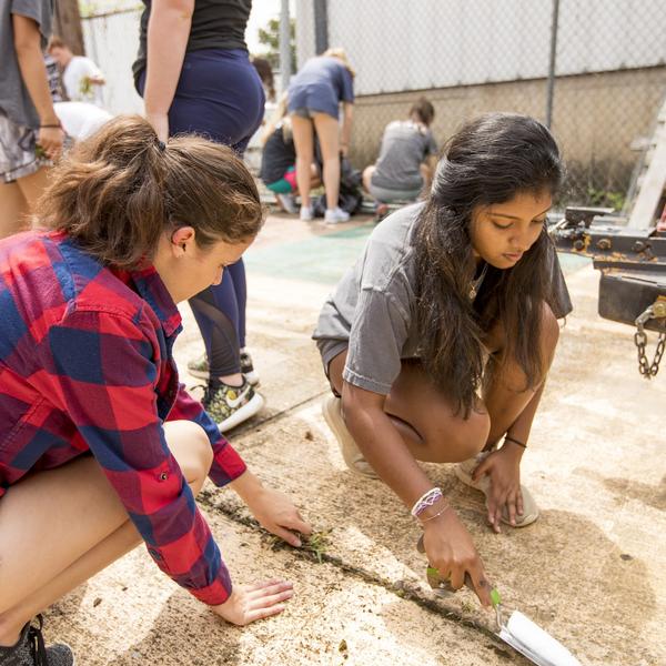 Two women crouch down by the ground with spades, cleaning weeds from the grooves of the pavement 