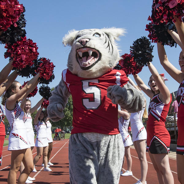 A person in a lynx mascot suit flanked by two rows of cheerleaders