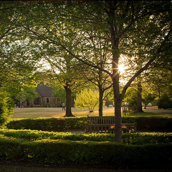 a tree canopied campus