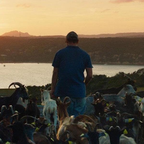 a man surrounded by goats