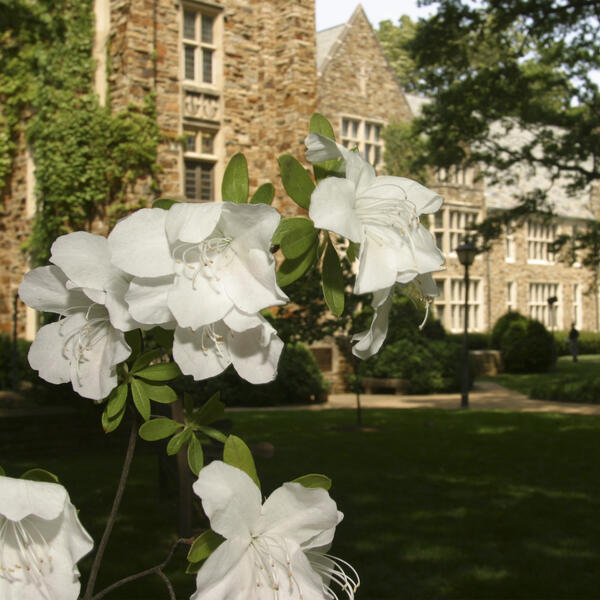 Flowers bloom on a tree in front of a Rhodes building 