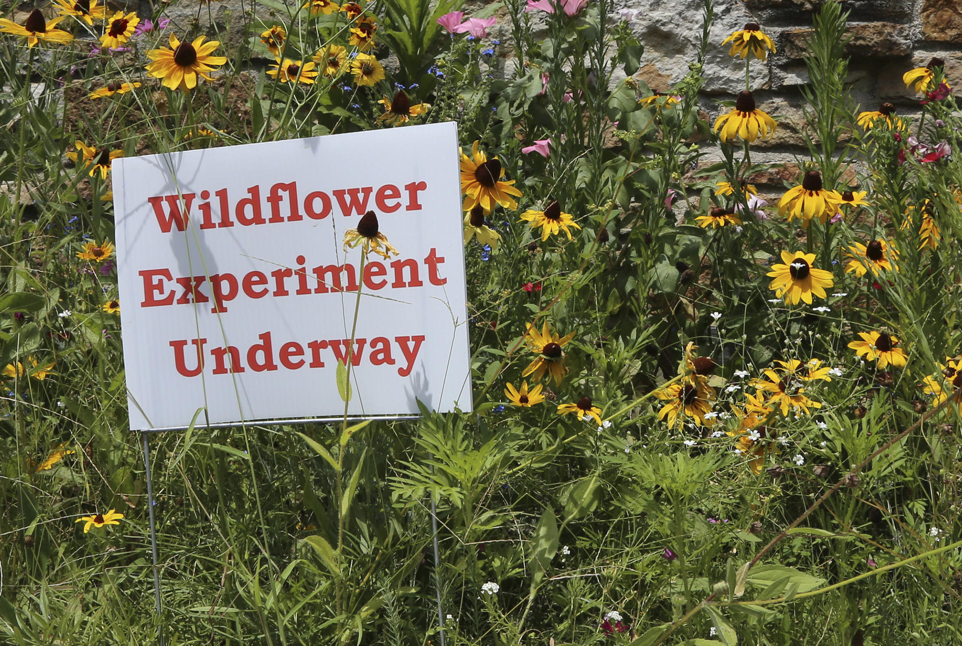 a sign that says Wildflower Experiment surrounded by flowers