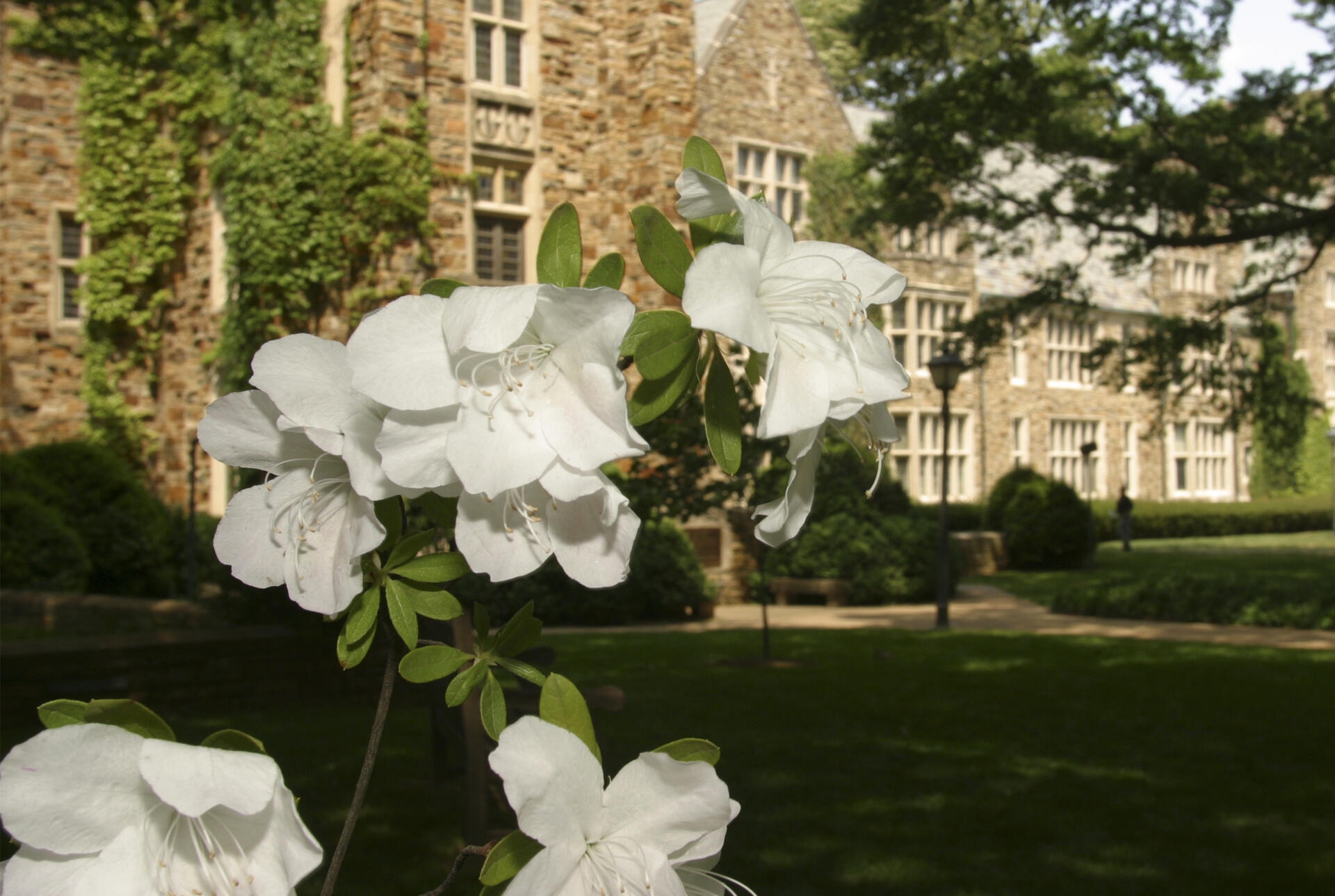 Flowers bloom on a tree in front of a Rhodes building 