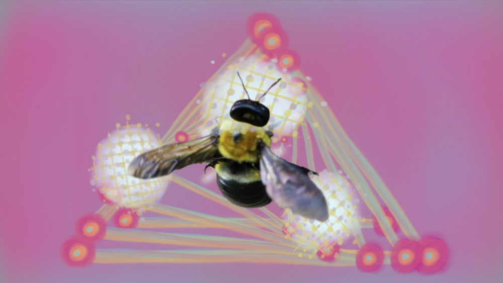 an image of a bee surrounded by surreal lights on a purple background