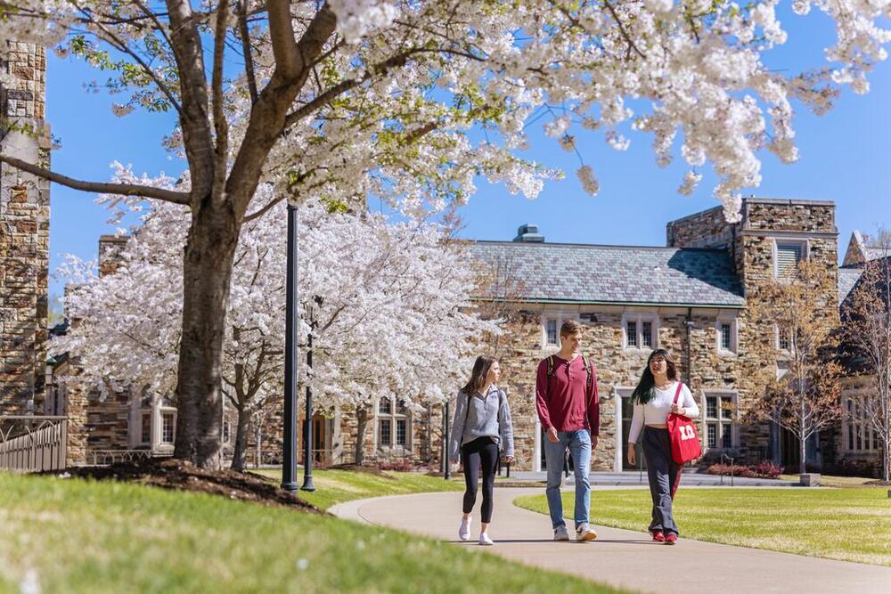 three students walk across a Gothic campus with cherry trees