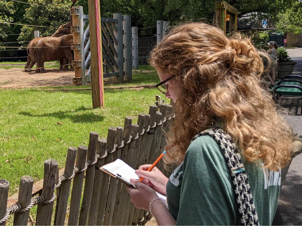 image of Rhodes College student making notes at Memphis Zoo