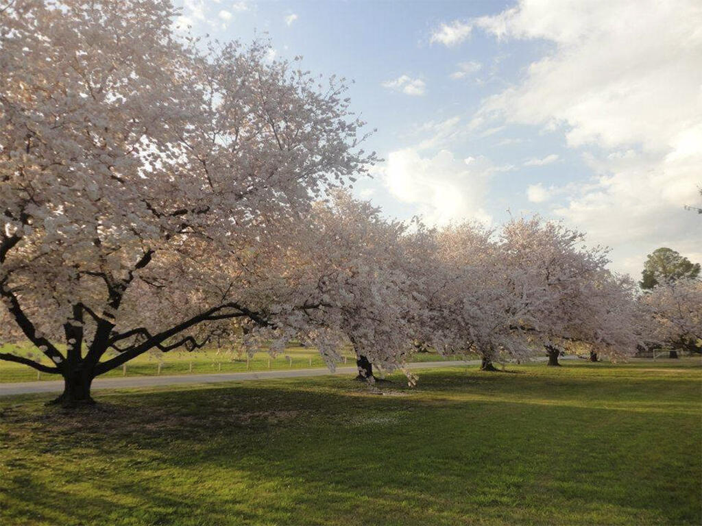 several cherry blossom trees in full loom in a park